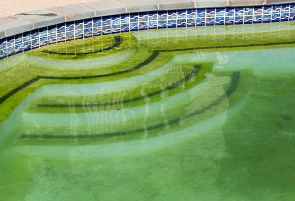 Pool Deck Algae Removal in Ashburn